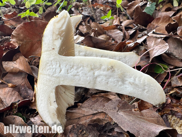 Grüner Speisetäubling, Russula heterophylla