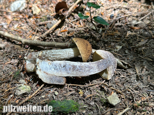Hainbuchenraufuß, Leccinellum pseudoscabrum