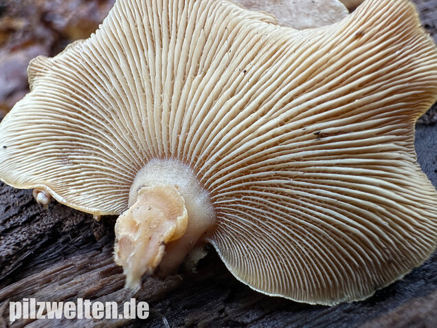 Herber Zwergknäueling, Panellus stipticus