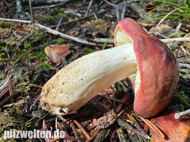 Hohlstieltäubling, Weißtannentäubling, Russula cavipes