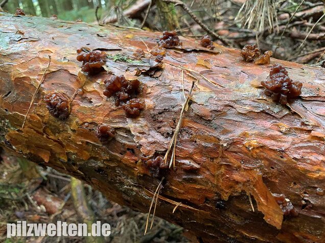 Kandisbrauner Drüsling, Exidia saccharina