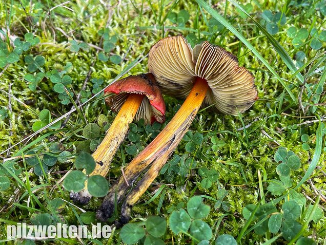Kegeliger Saftling, Schwärzender Saftling, Hygrocybe conica