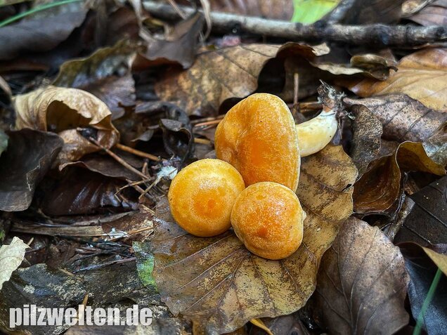 Lärchenmilchling, Lactarius porninsis