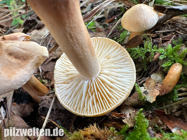 Lärchenritterling, Schwammiger Ritterling, Tricholoma psammopus