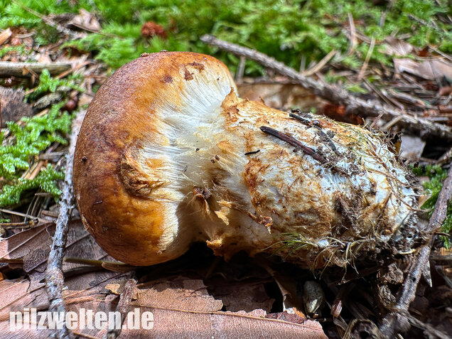 Geschmückter Schleimkopf, Phlegmacium saginum