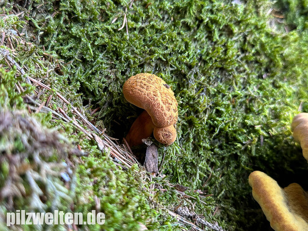 Nadelholzröhrling, Nadelholz-Pulverröhrling, Buchwaldoboletus lignicola