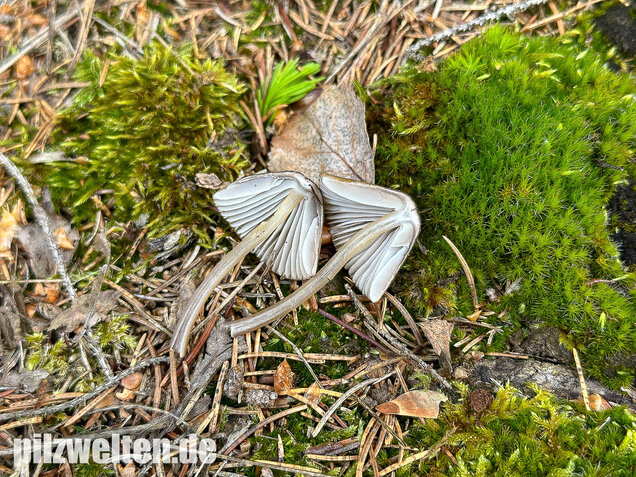 Grünschneidiger Helmling, Mycena viridimarginata