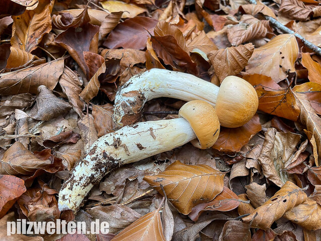 Orangeschneckling, Terpentinschneckling, Hygrophorus pudorinus