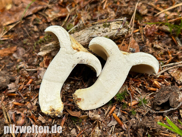 Pfeffermilchling, Lactifluus piperatus