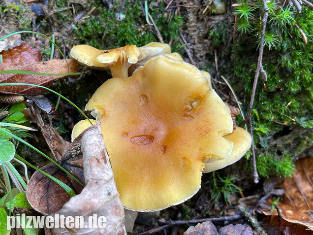 Rauchblättriger Schwefelkopf, Hypholoma capnoides