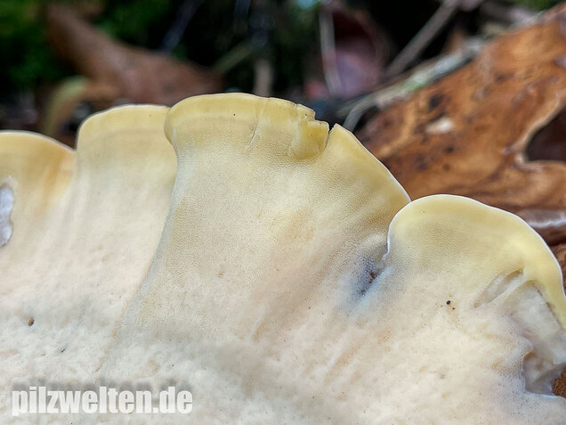 Riesenporling, Meripilus giganteus