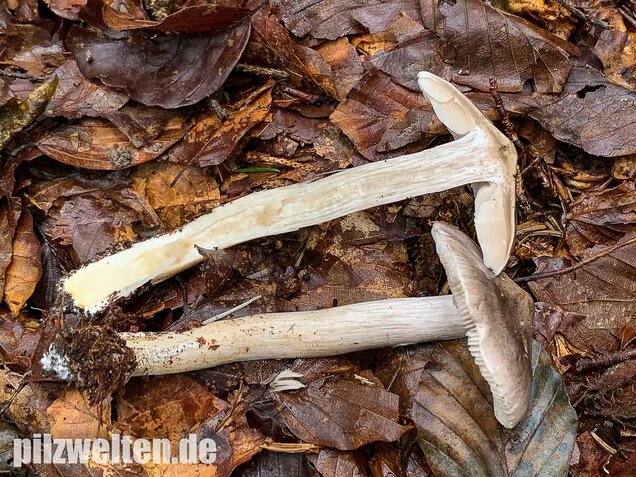 Schärflicher Ritterling, Tricholoma sciodes
