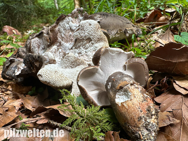 Schwarzweißer Rußporling, Boletopsis leucomelaena