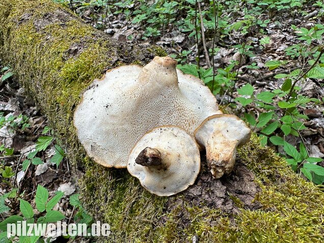 Sklerotienporling, Polyporus tuberaster