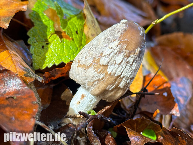 Spechttintling, Elsterntintling, Coprinopsis picacea