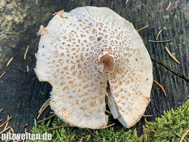 Stinkschirmling, Lepiota cristata