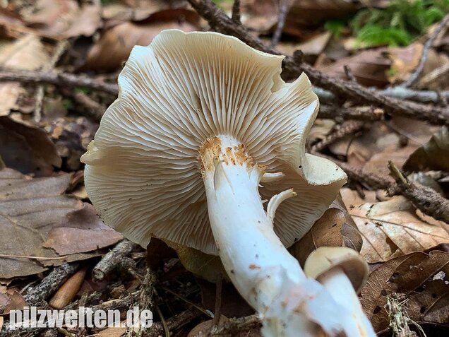Unverschämter Ritterling, Tricholoma lascivum