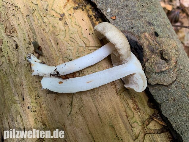 Unverschämter Ritterling, Tricholoma lascivum