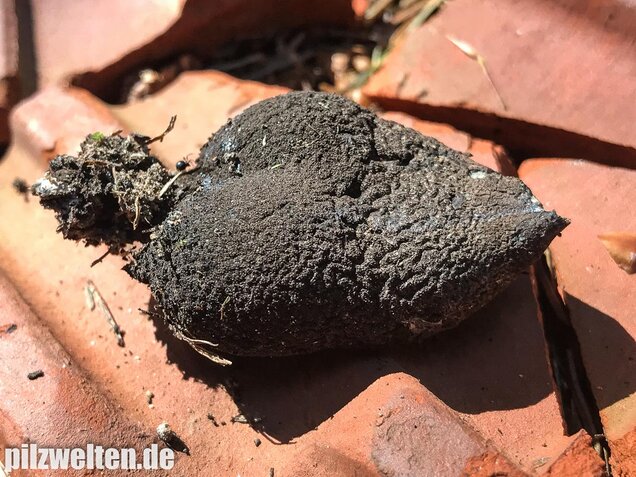 Vielgestaltige Holzkeule, Xylaria polymorpha