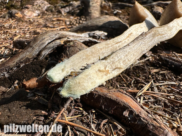 Weißer Birkenpilz, Leccinum holopus