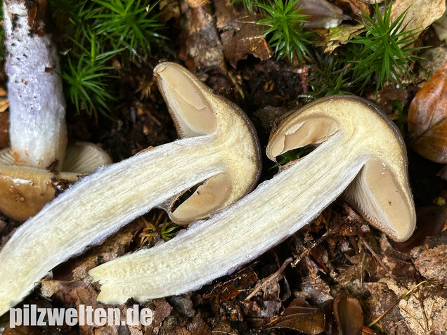 Honigschleimfuß, Runzeliggeriefter Schleimfuß, Cortinarius stillatitius