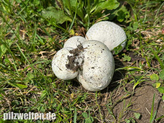 Bleigrauer Zwergbovist, Bleibovist, Bovista plumbea