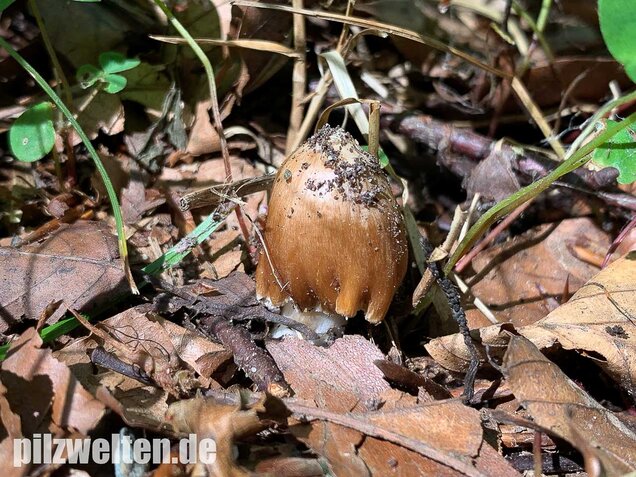 Braunstreifiger Risspilz, Inocybe fuscidula
