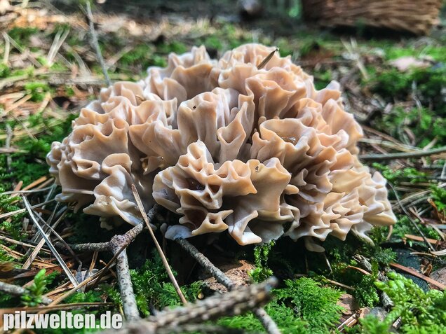 Breitblättrige Glucke, Sparassis brevipes