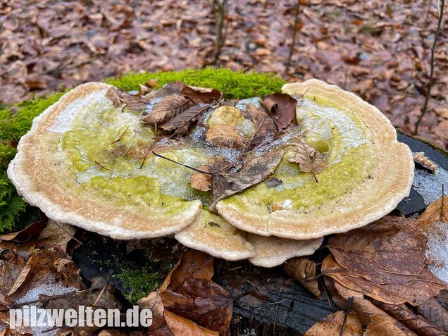 Buckeltramete, Trametes gibbosa