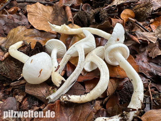 Elfenbeinschneckling, Hygrophorus eburneus
