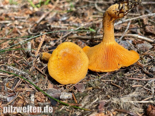 Falscher Pfifferling, Afterleistling, Hygrophoropsis aurantiaca
