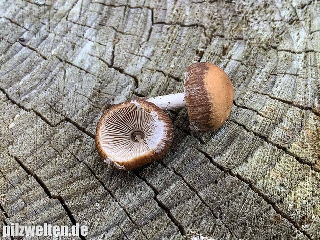 Früher Faserling, Schmalblättriger Faserling, Psathyrella spadiceogrisea