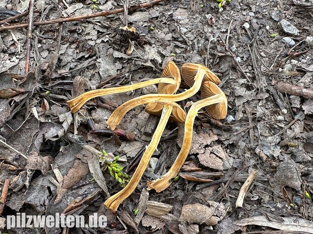 Frühlings-Glockenschüppling, Conocybe aporos