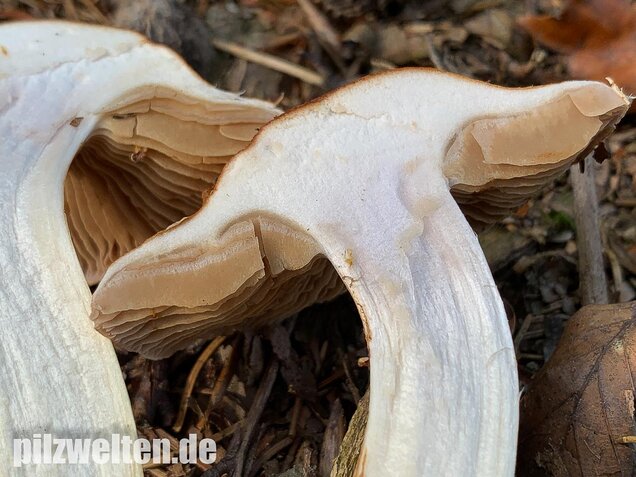 Fuchsigbrauner Schleimkopf, Cortinarius vulpinus