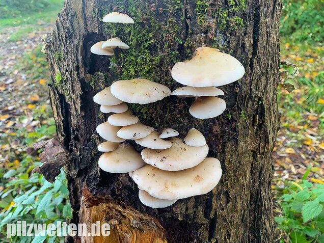 Gallertfleischiges Stummelfüßchen, Crepidotus mollis