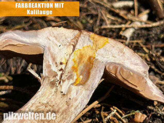 Dunkelfleckender Schleimkopf, Phlegmacium violaceomaculatum
