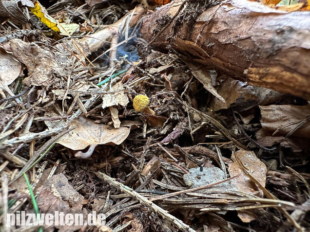 Gelber Hohlfußröhrling, Suillus cavipes var. aureus