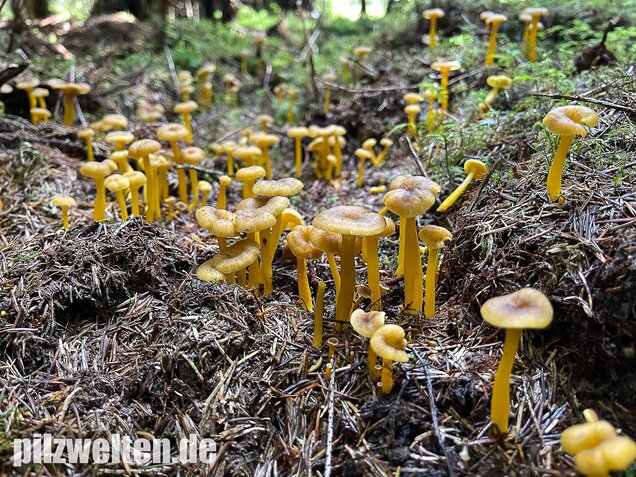 Trompetenpfifferling, Craterellus tubaeformis