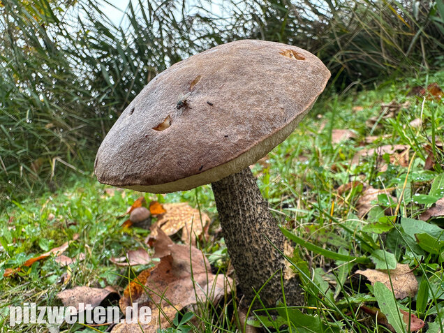 Gemeiner Birkenpilz, Langfuß, Birkenraufuß, Leccinum scabrum
