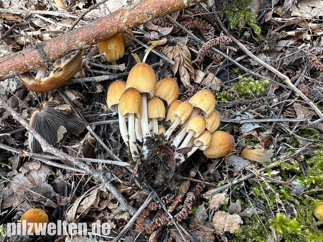 Glimmertintling, Coprinellus micaceus