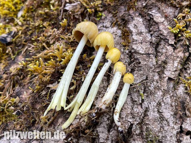 Goldmistpilz, Bolbitius titubans