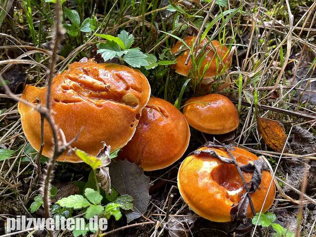 Goldröhrling, Suillus grevillei