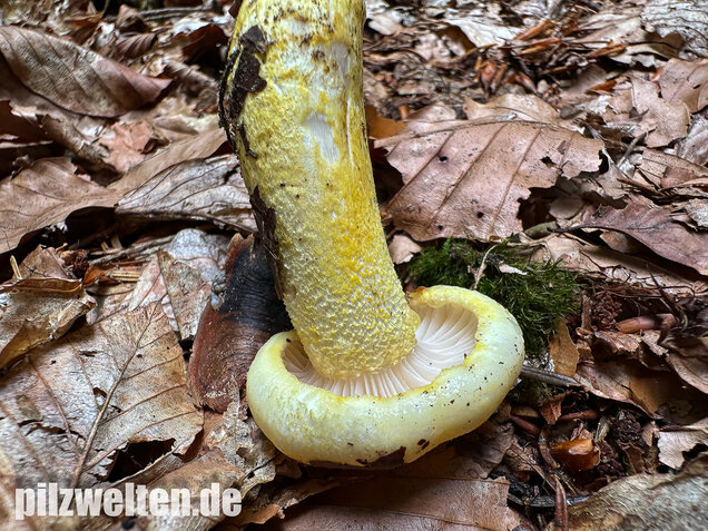 Goldzahn-Schneckling, Hygrophorus chrysodon