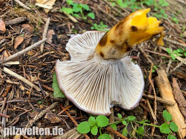 Großer Schmierling, Kuhmaul, Gomphidius glutinosus