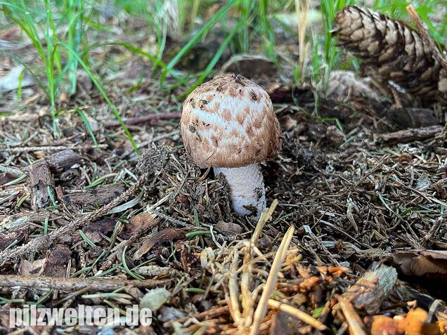Großer Waldchampignon, Agaricus langei