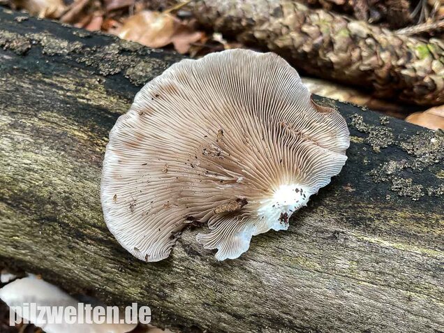 Großes Stummelfüßchen, Crepidotus autochthonus