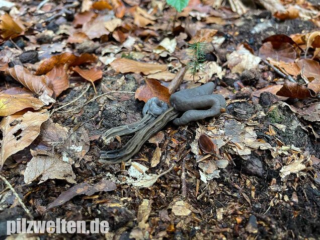 Grubenlorchel, Helvella lacunosa