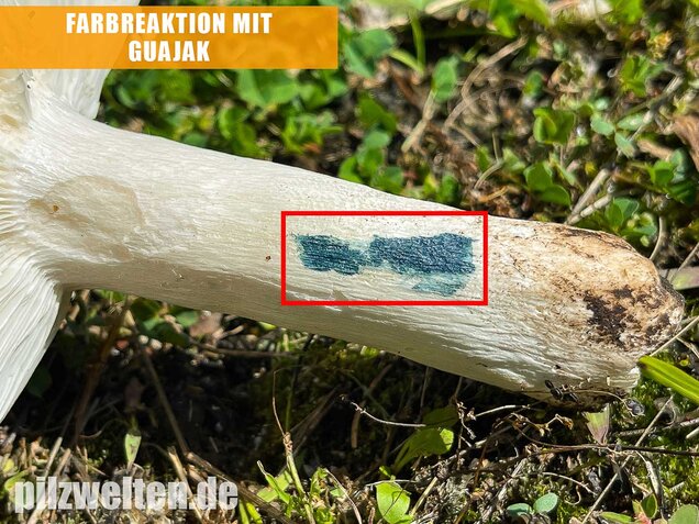 Grüner Frauentäubling, Russula peltereaui