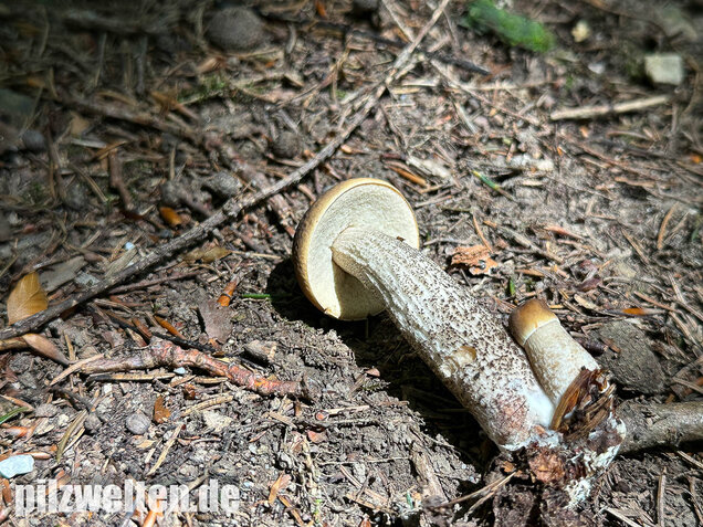 Hainbuchenraufuß, Leccinellum pseudoscabrum