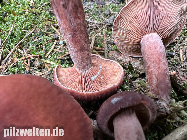 Kampfermilchling, Lactarius camphoratus